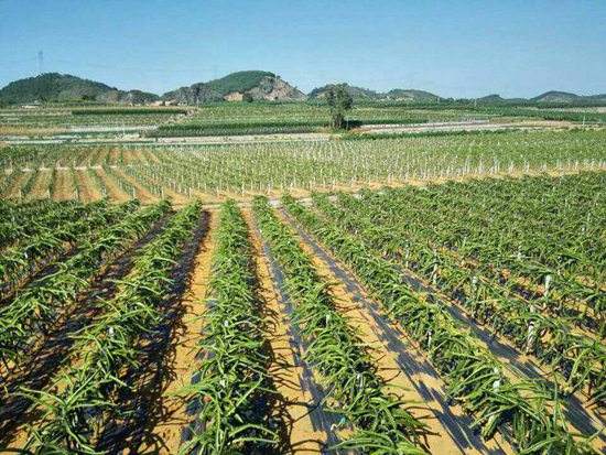 園藝地布對雜草數量、種類的影響