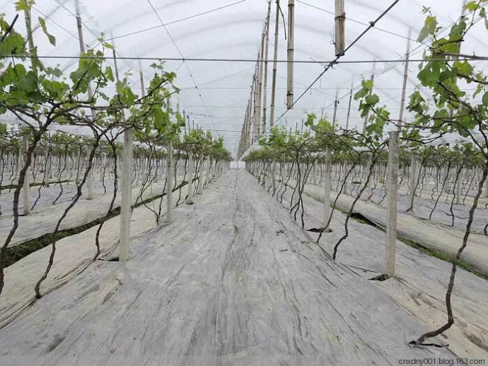 園藝地布對雜草數量、種類的影響
